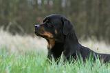 ROTTWEILER 396